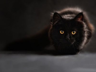Чорапи с черни котки – ще хапеш или ще мъркаш?