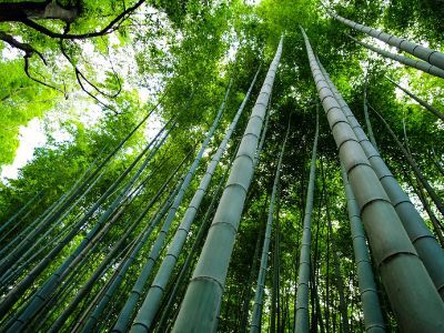 5 причини да носите бамбукови чорапи