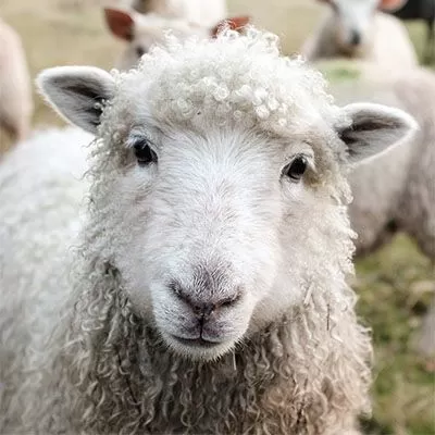 Гергьовден