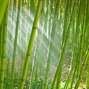 Barbati șosete Bambus
